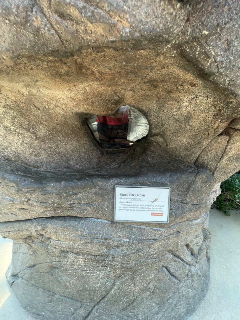 Giant Vinegaroon Terrarium