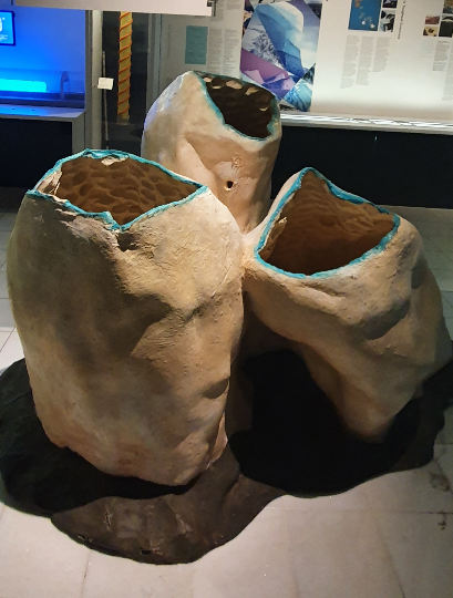 Giant Volcano Sponge (I think) - Tasmanian Museum and Art Gallery