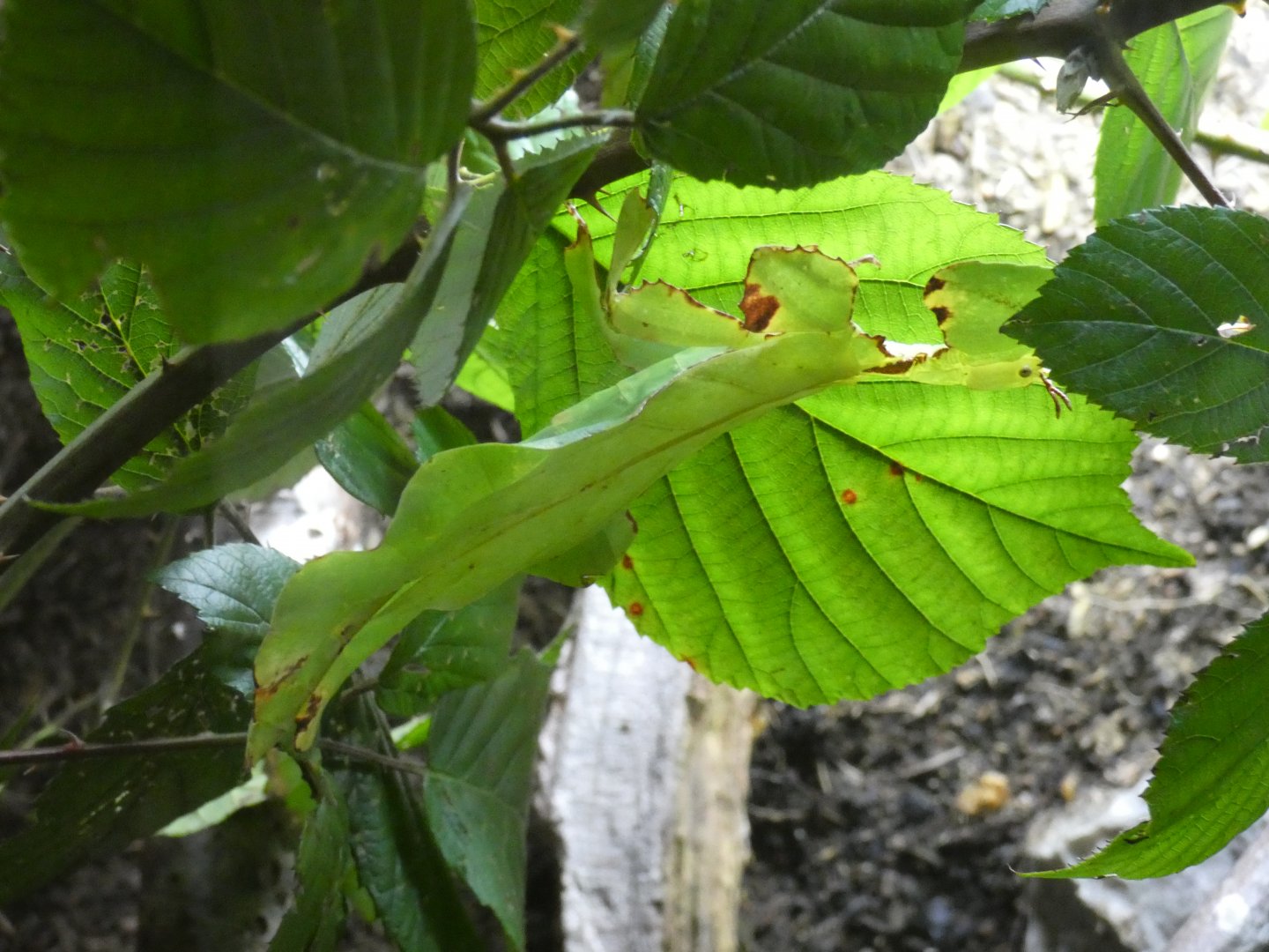 Giant walking leaf insect