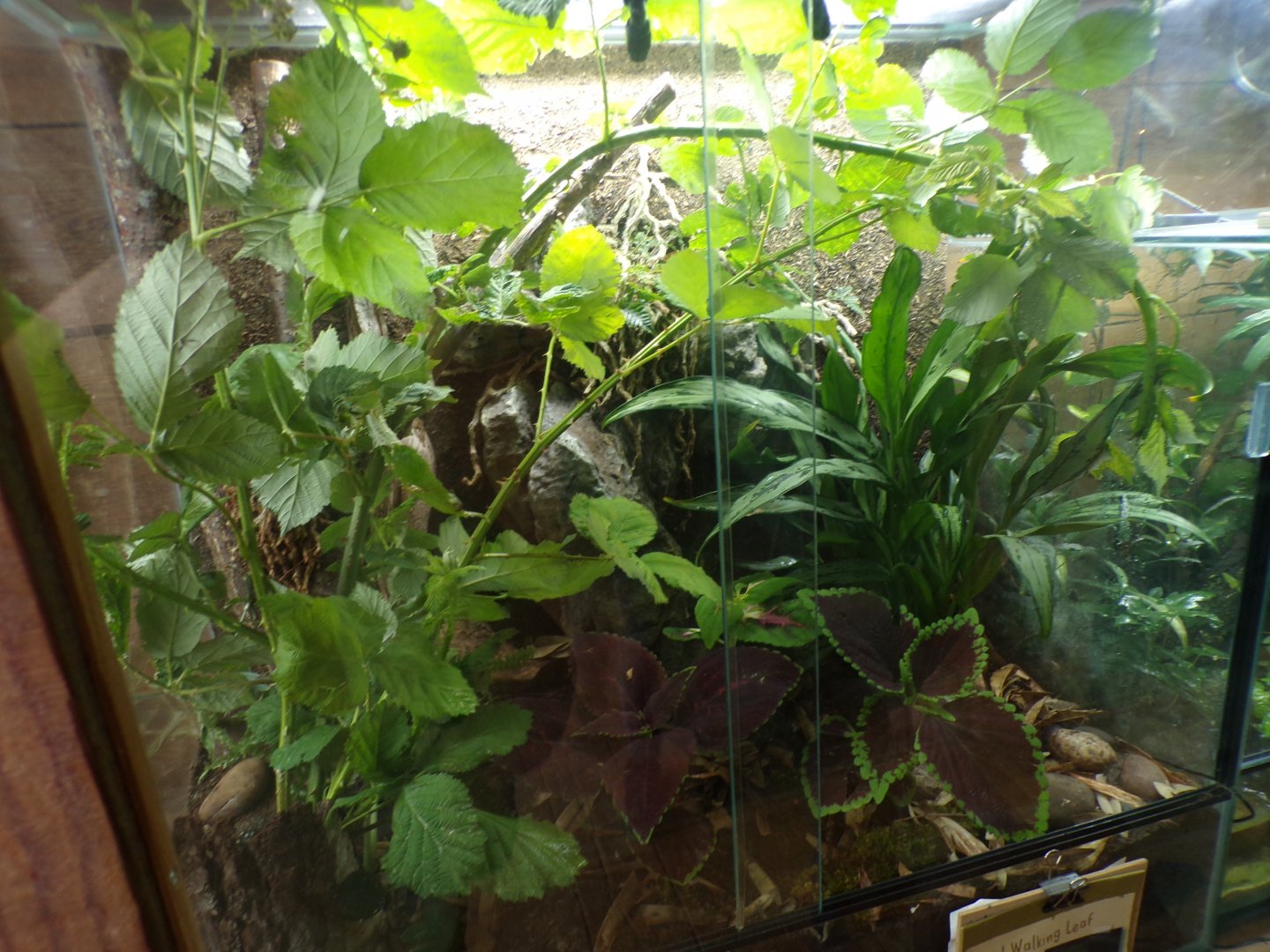 Giant walking leaf terrarium 29.6.24
