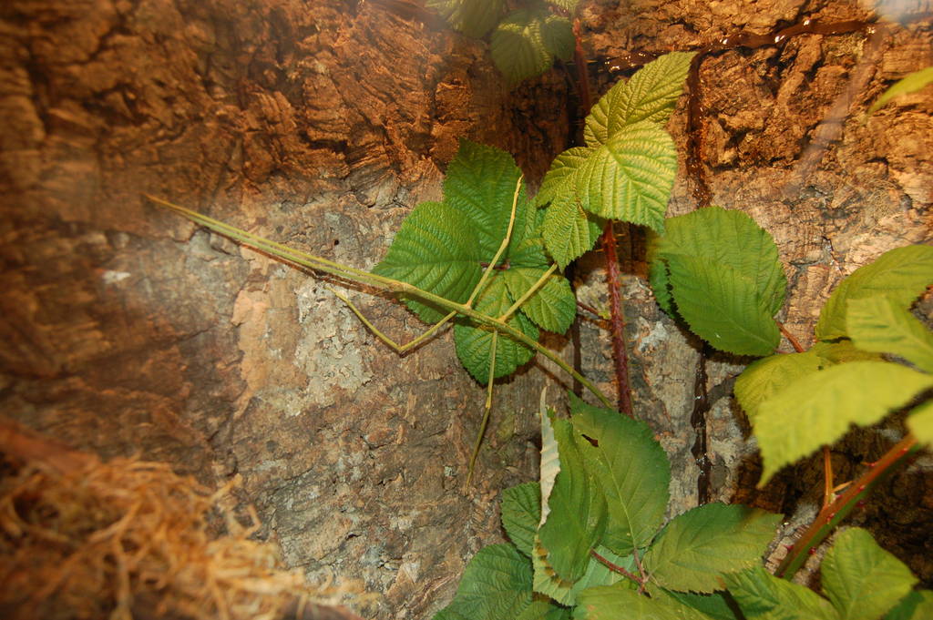 Giant walking stick