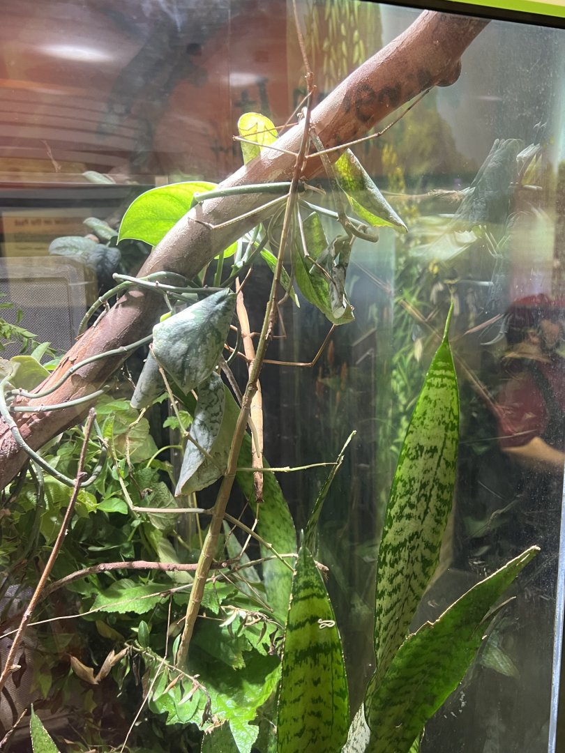 Giant Walking Sticks