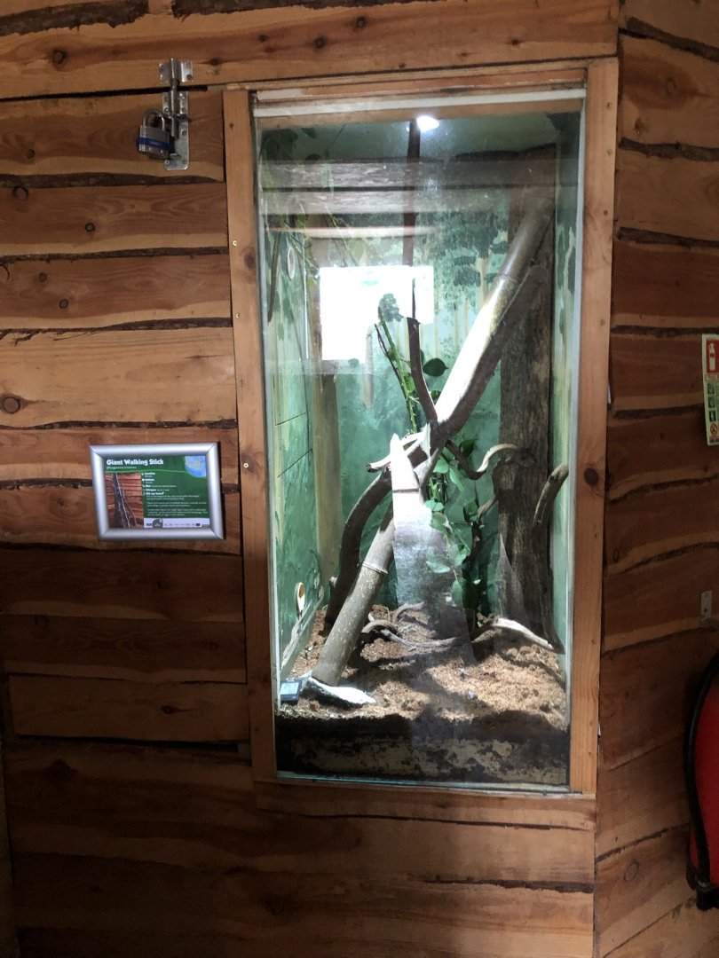 Giant Walkingstick Exhibit at Northumberland Country Zoo (September 2021)