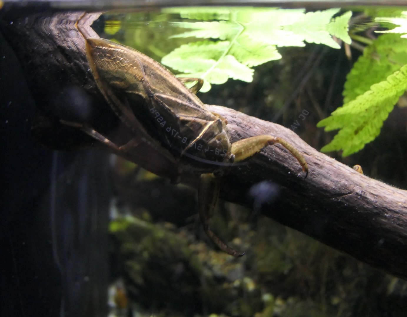 Giant water bug (Kirkaldyia deyrolli)