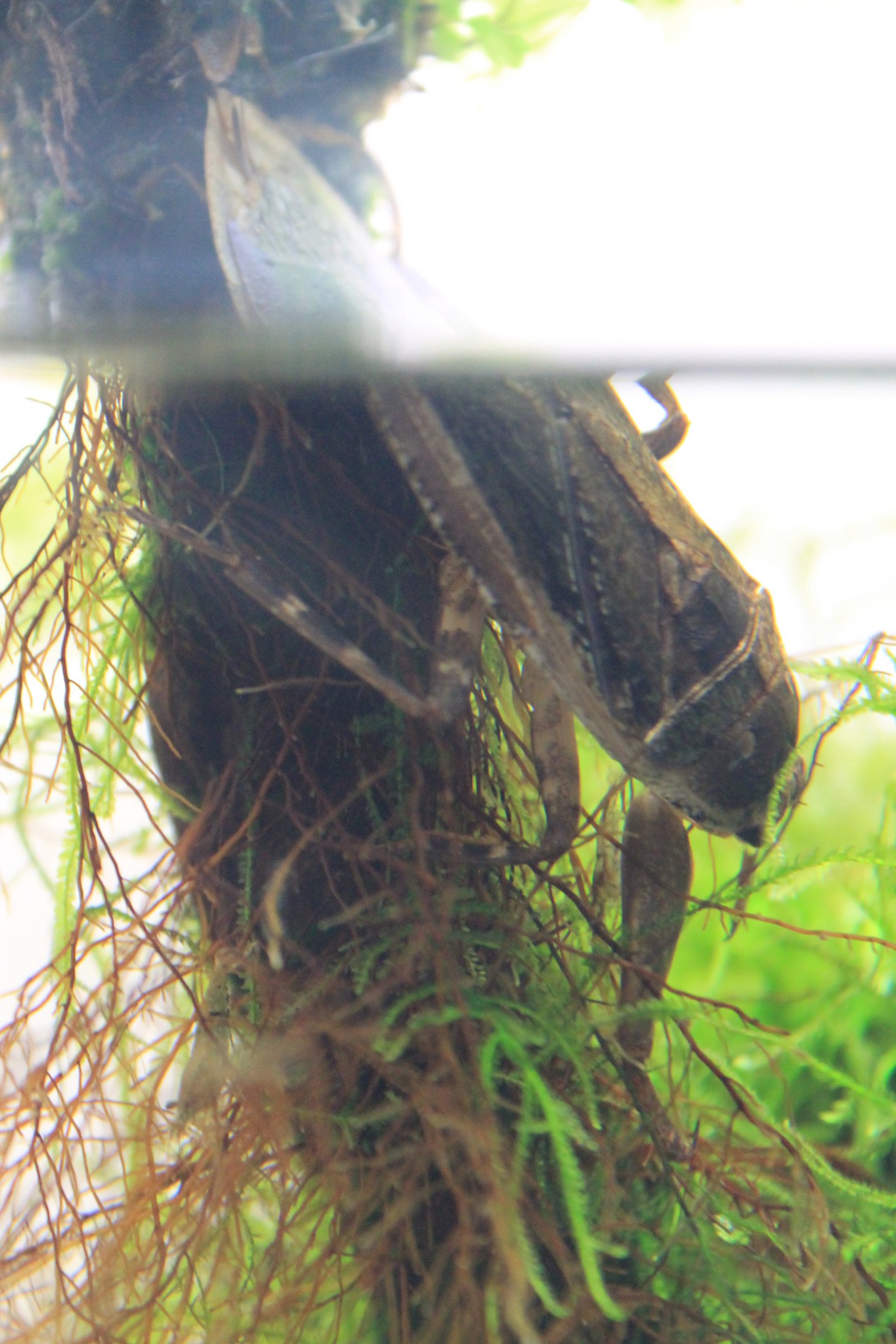 Giant Water Bug (Lethocerus deyrollei)