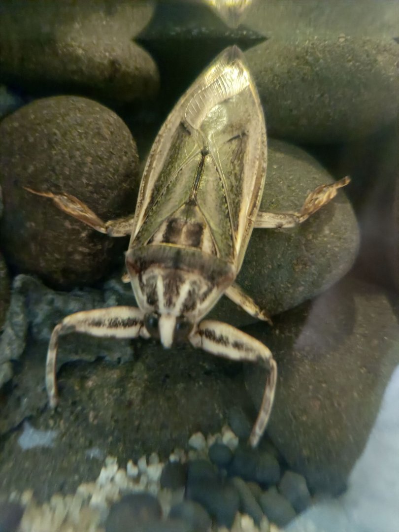 Giant Water Bug (Lethocerus indicus)