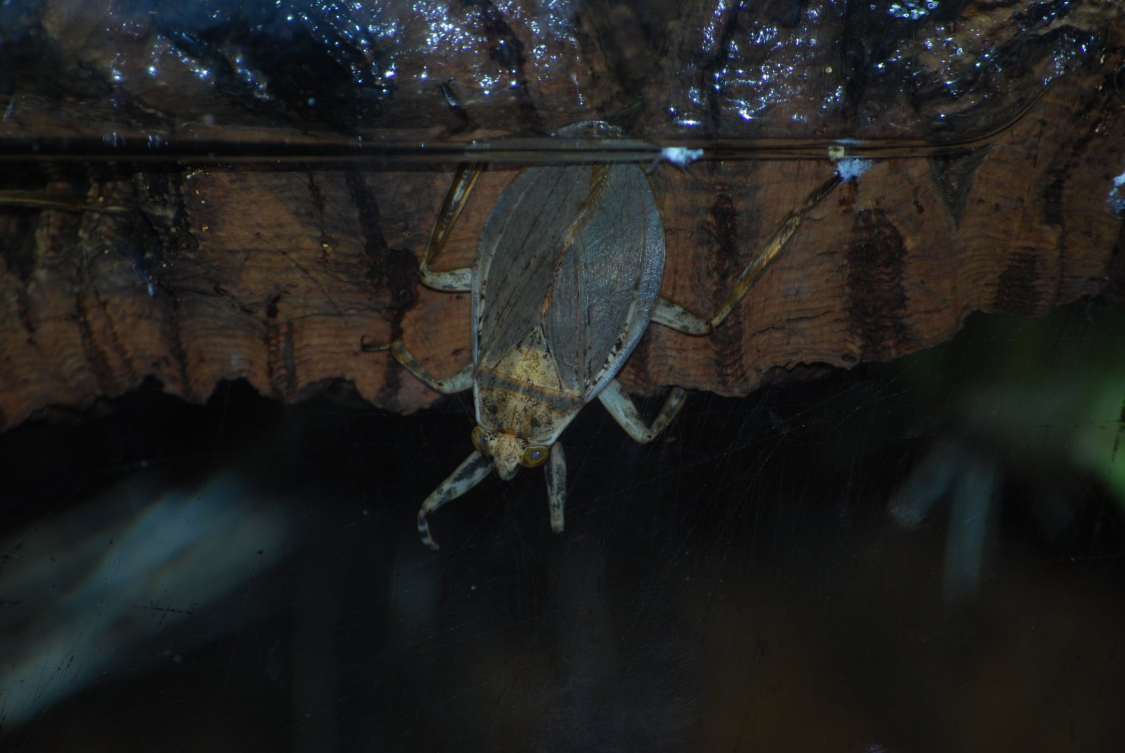 Giant Water Bug