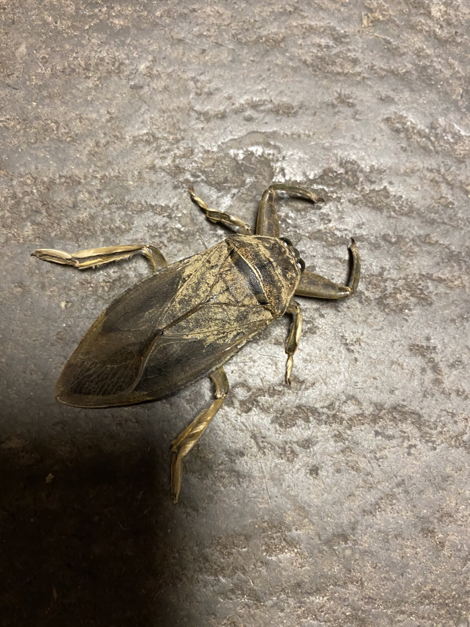 Giant Water Bug