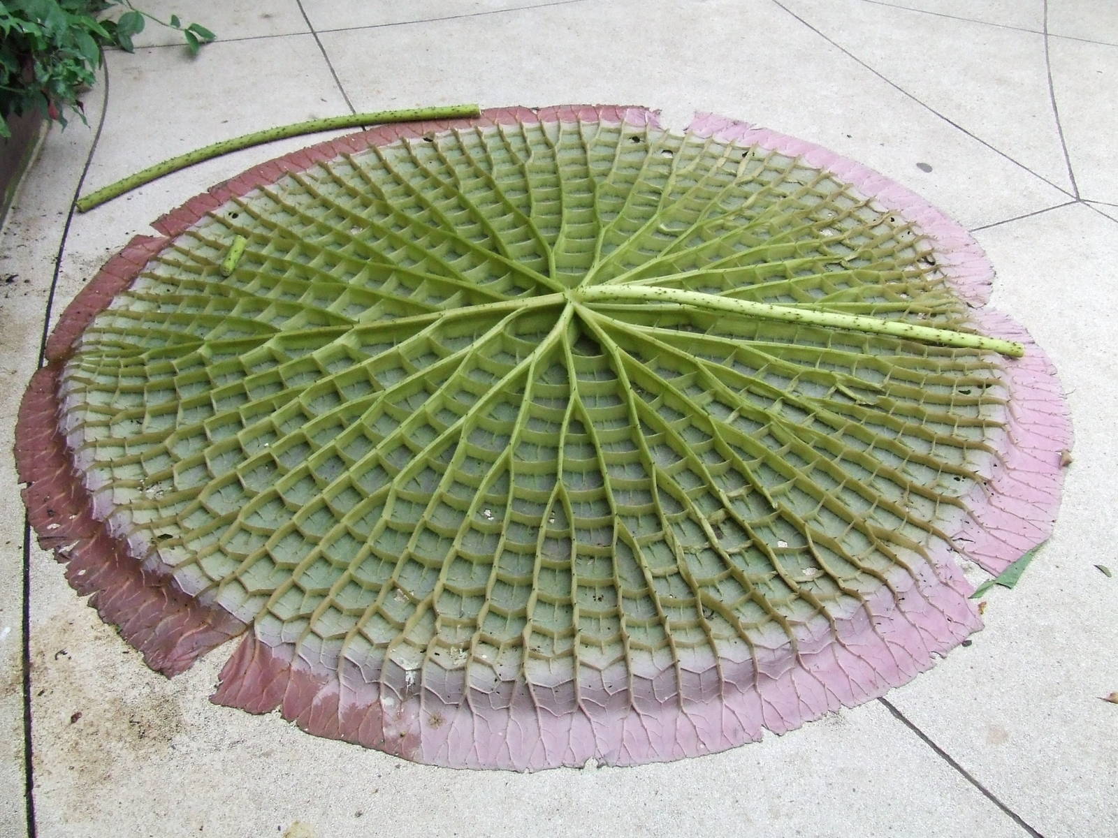 Giant Water Lily