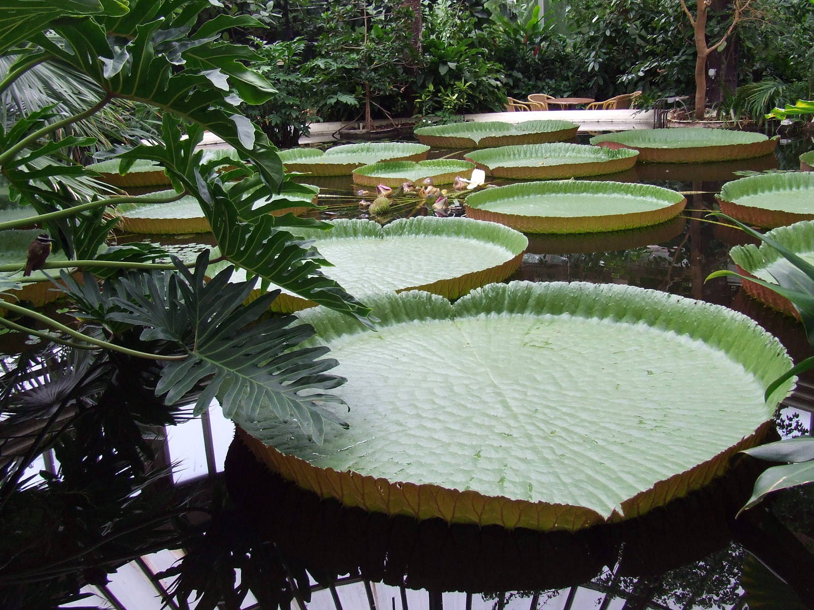 Giant Water Lily