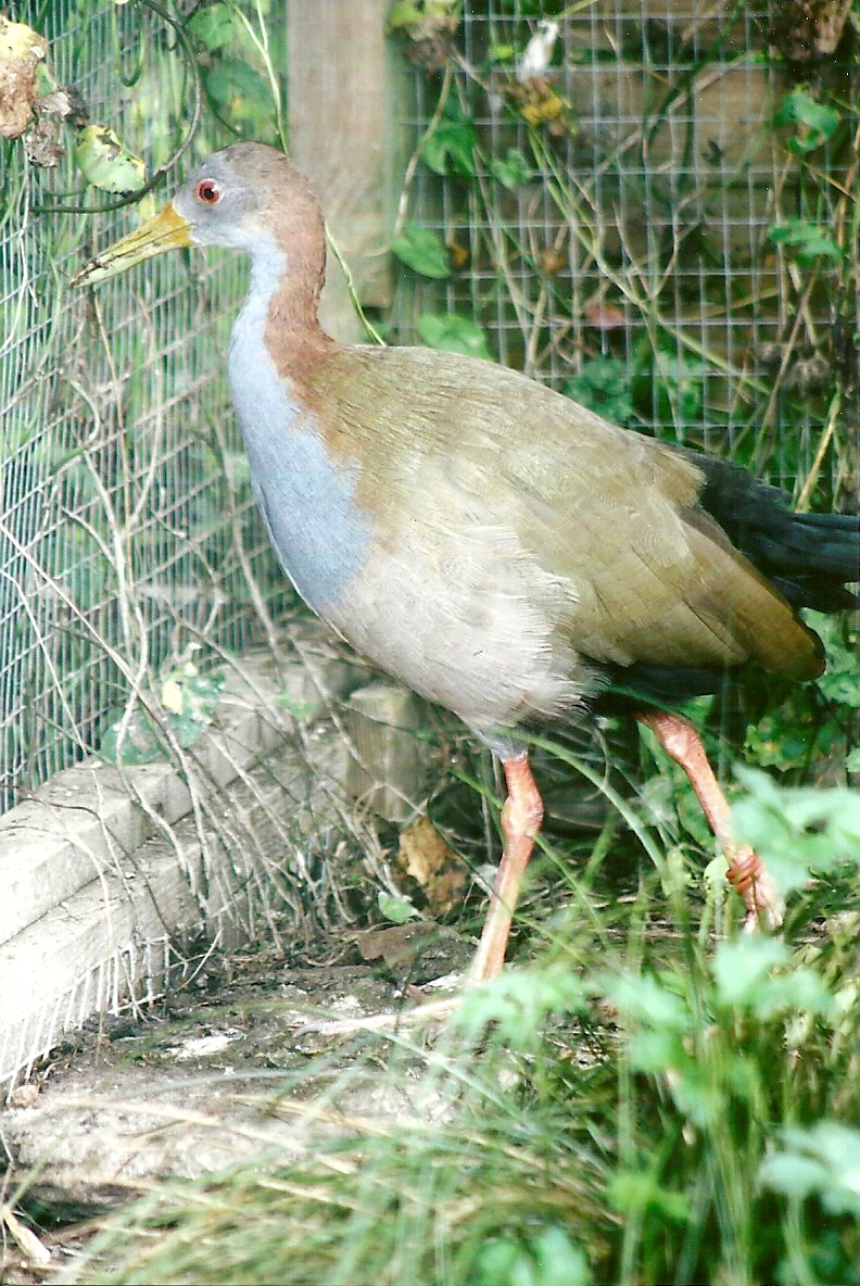 Giant Water Rail 10th September 2012