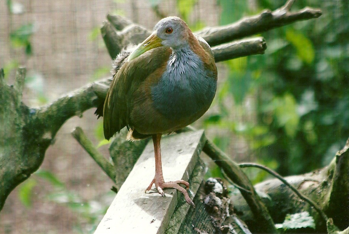 Giant Water Rail 11th September 2012