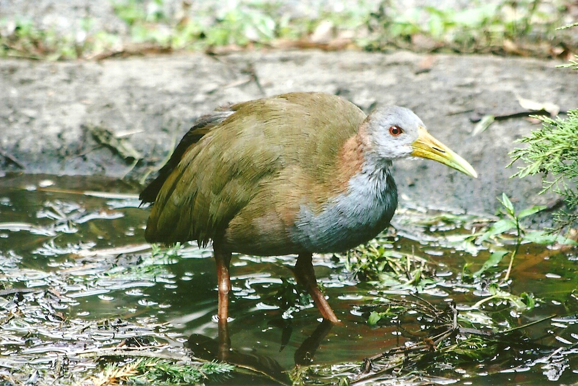 Giant Water Rail 11th September 2012