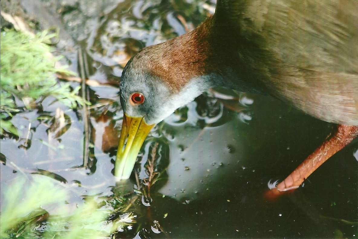 Giant Water Rail 11th September 2012