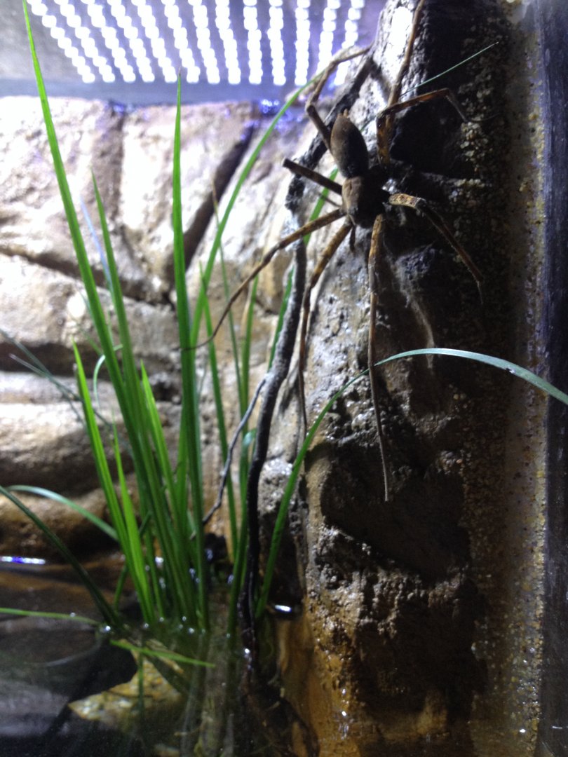 Giant Water Spider (Megadolomedes australianus)