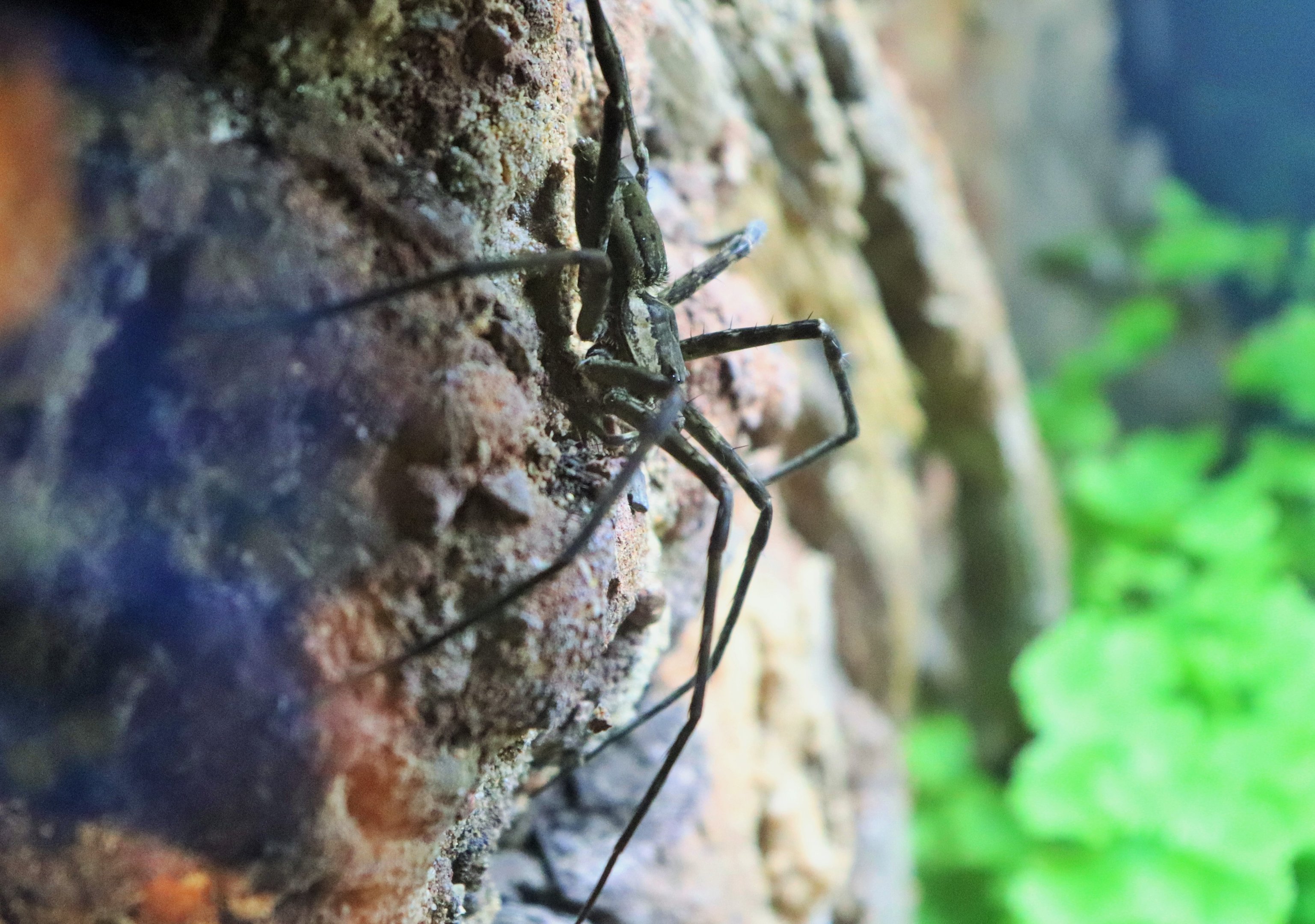 Giant Water Spider (Megadolomedes australianus)