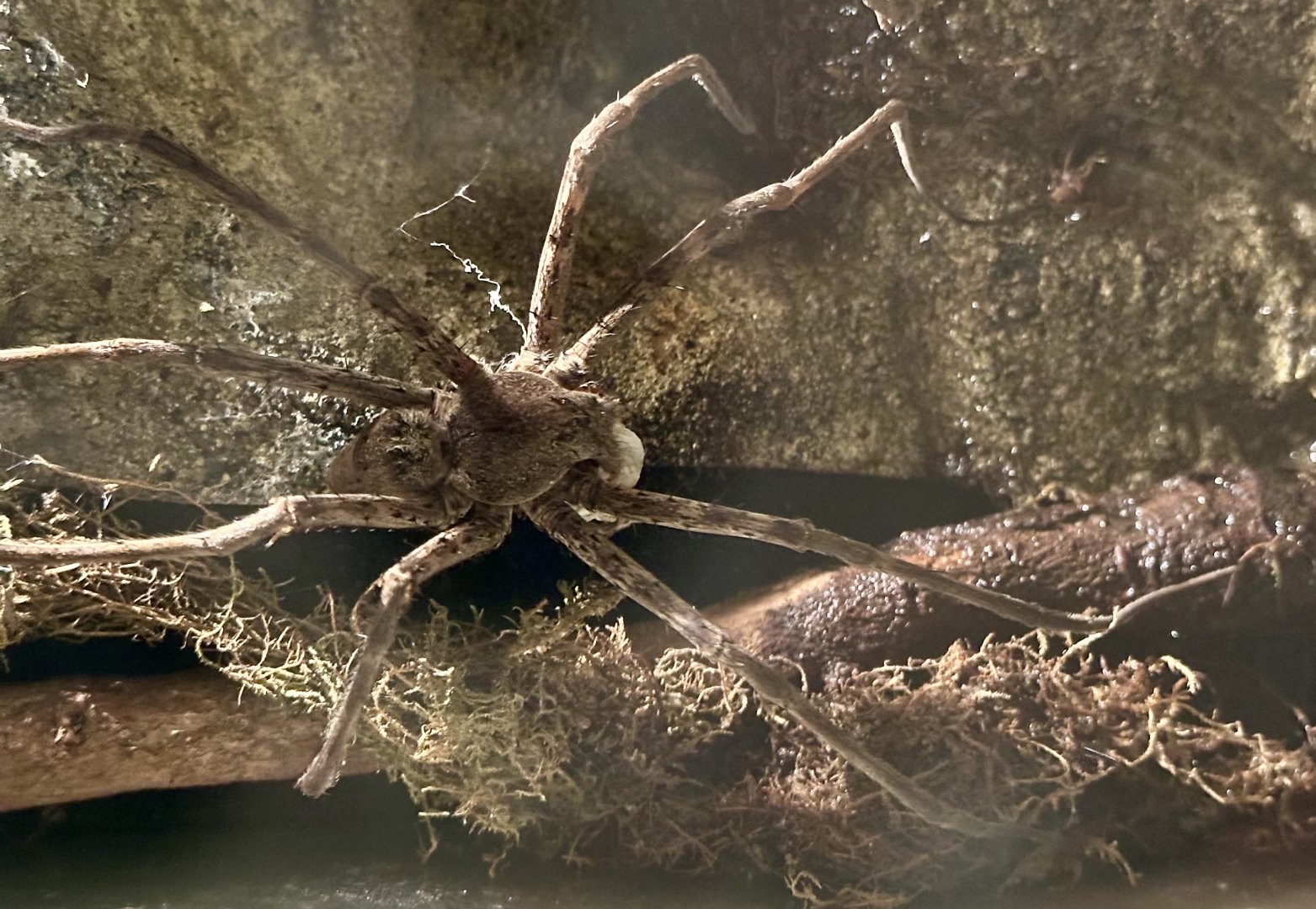 Giant water spider (Megadolomedes australianus)