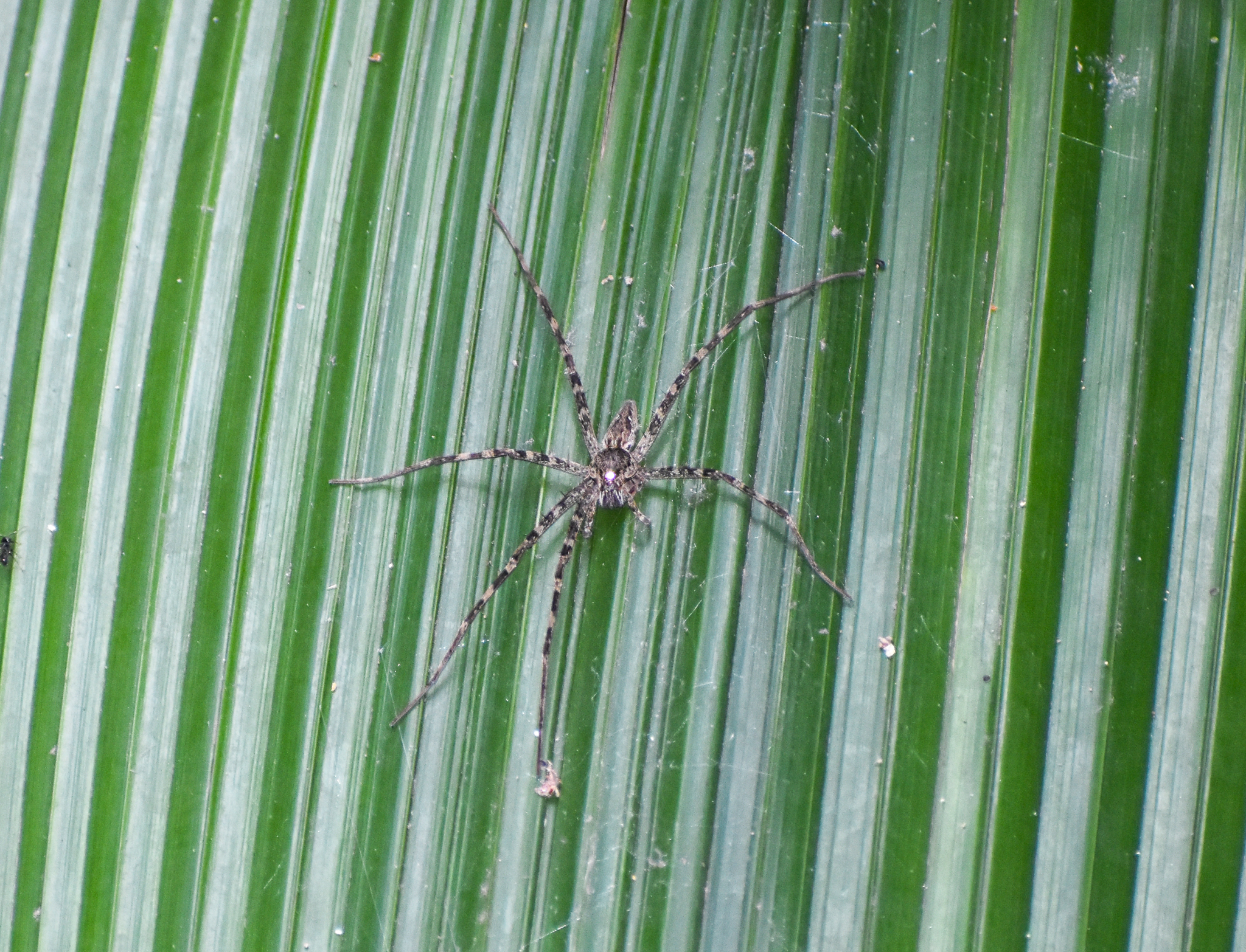Giant Water Spider, Megadolomedes trux