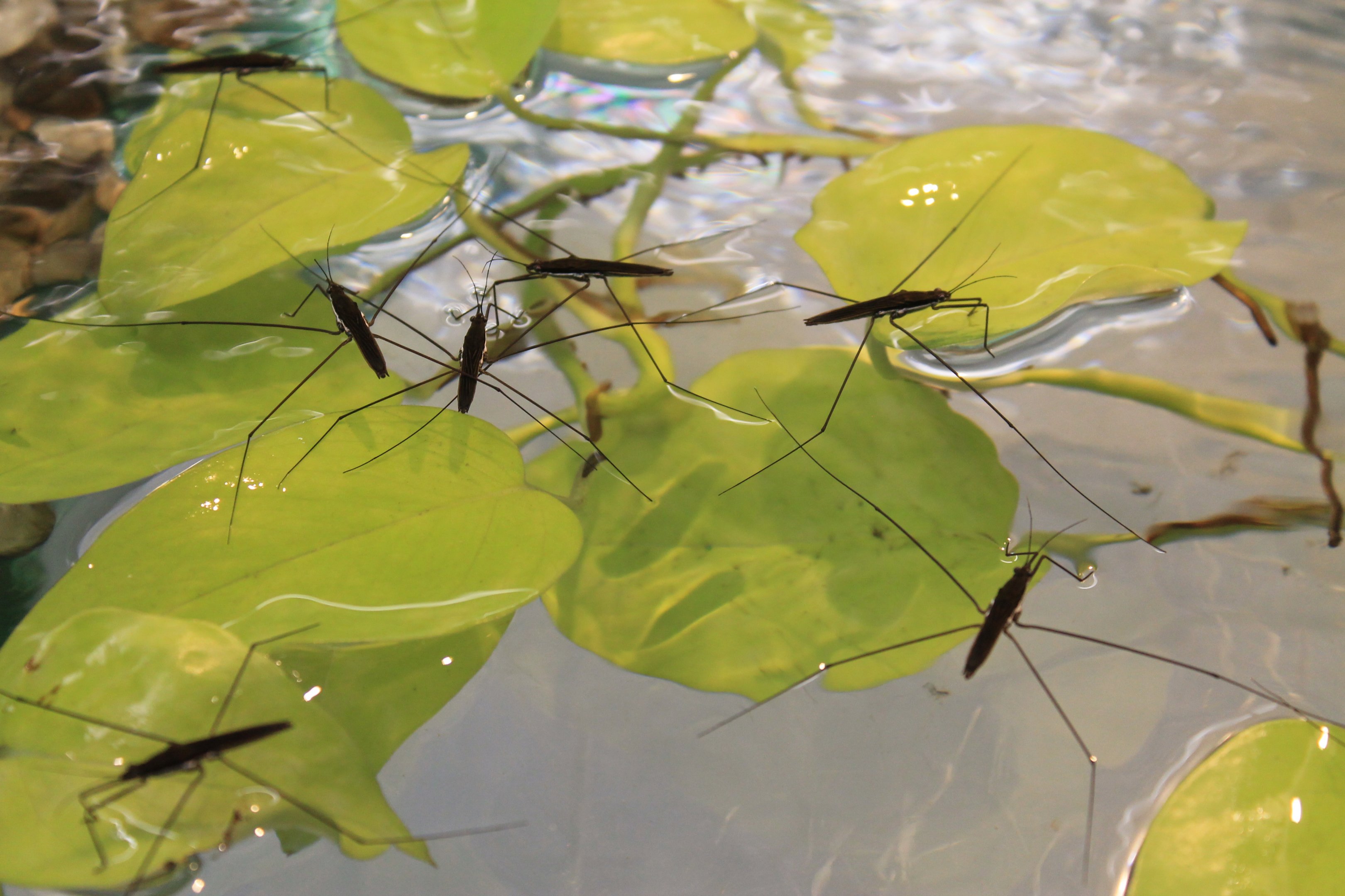 Giant Water Striders (Aquarius elongatus)