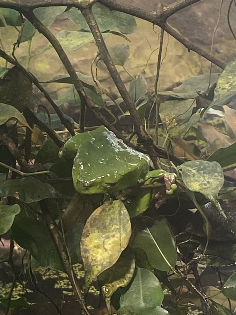 Giant waxy monkey frog 040324
