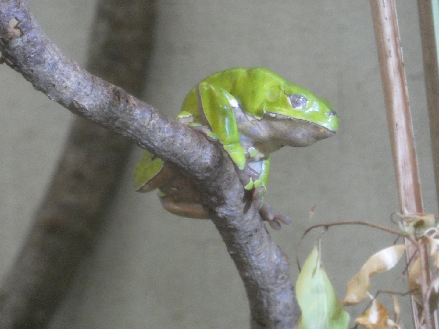 Giant Waxy Monkey Frog