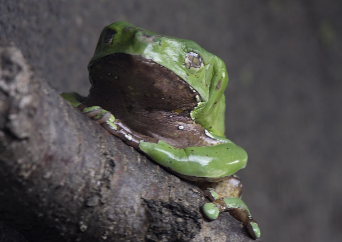 Giant waxy monkey frog