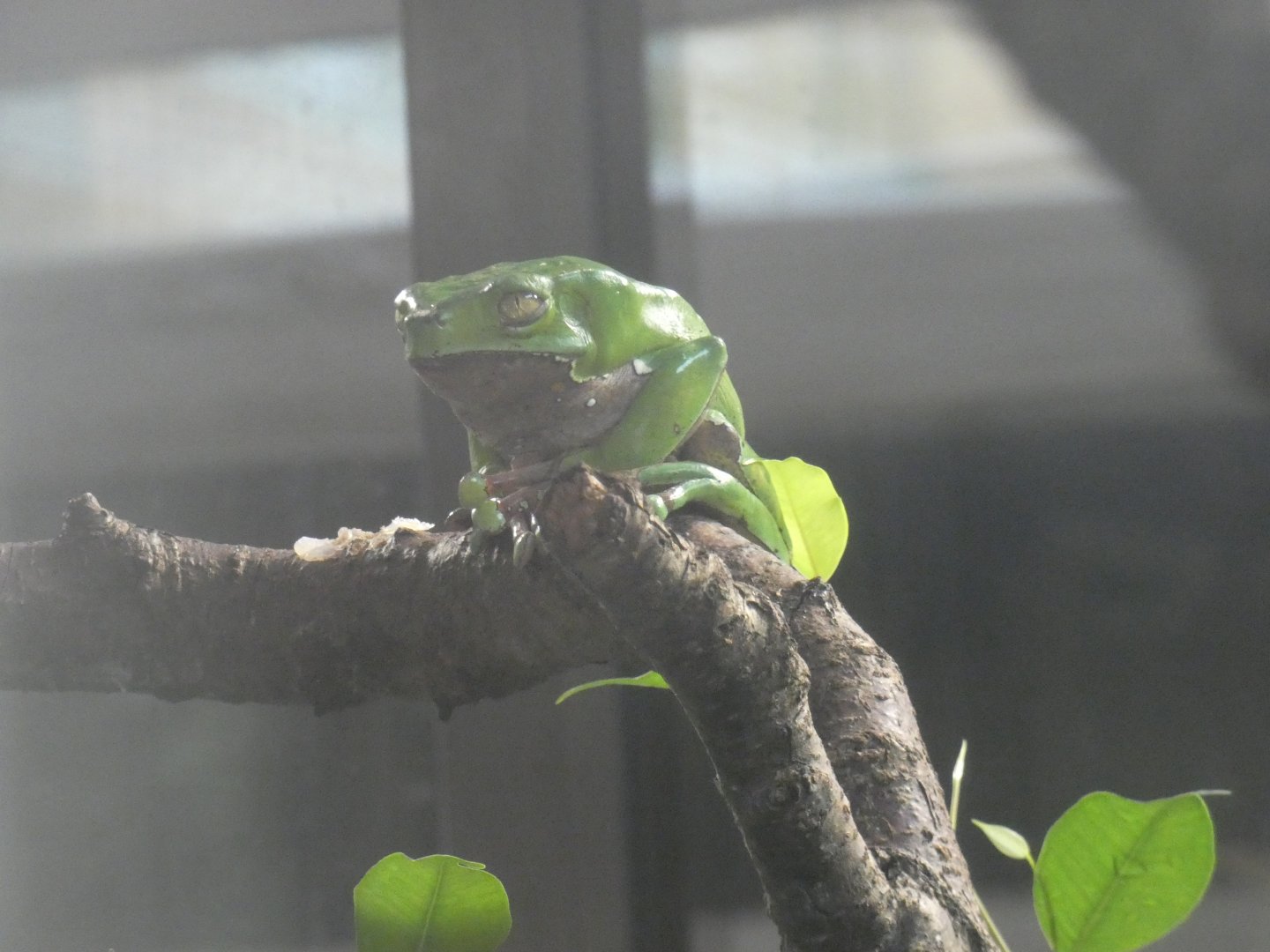 Giant waxy monkey frog