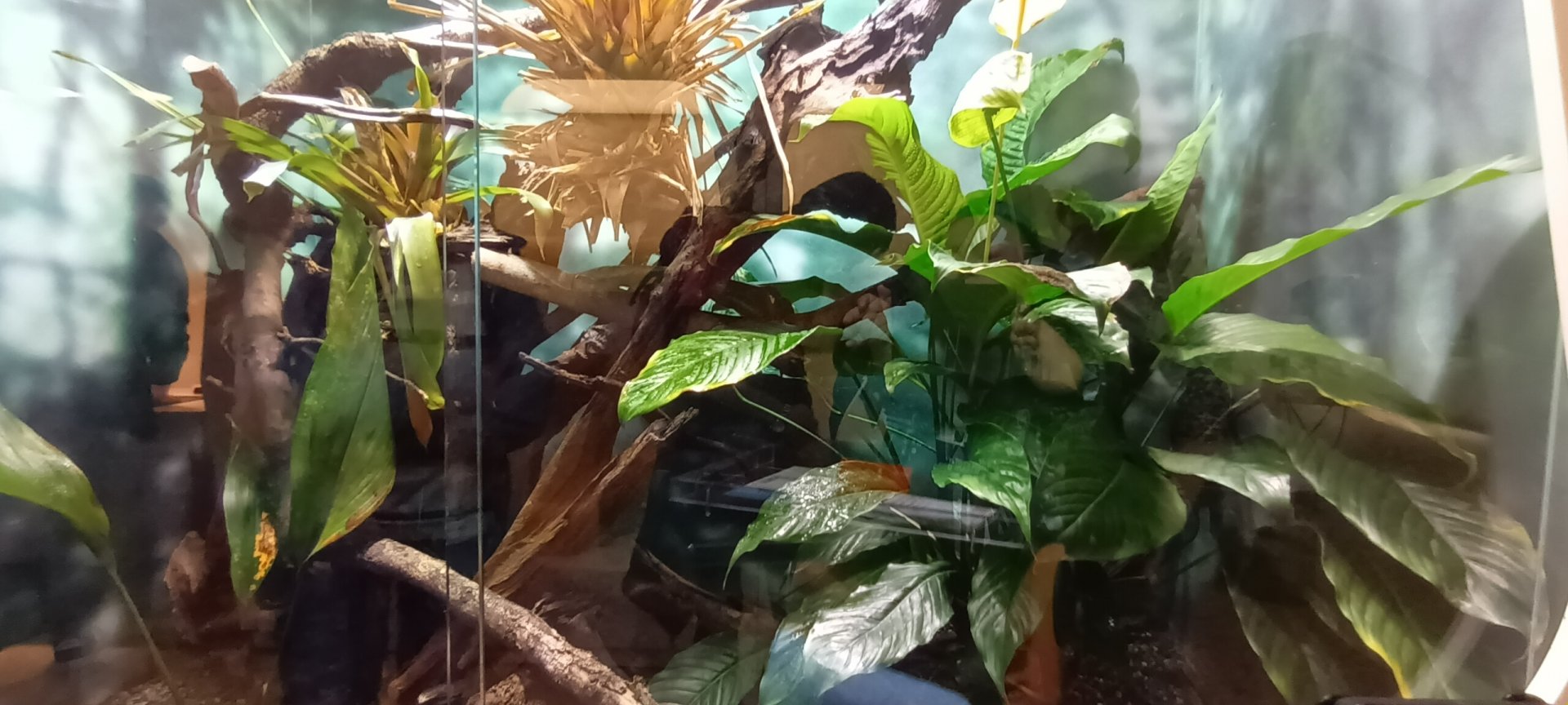 Giant waxy Treefrog Habitat