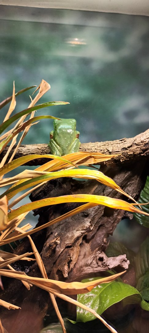 Giant waxy Treefrog