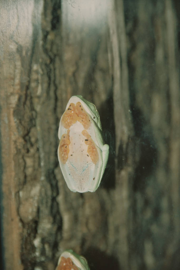 Giant WaxyTree Frog (Phyllomedusa bicolor) Chester Zoo