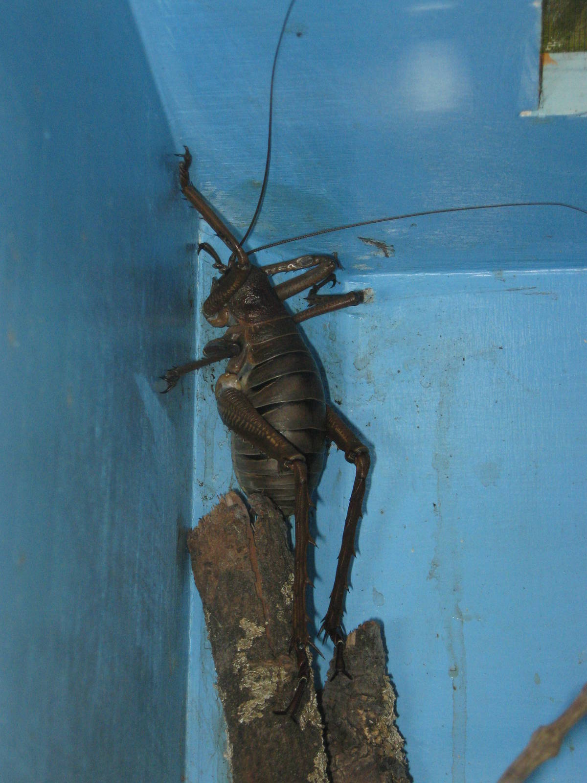 giant weta (Deinacrida heteracantha)