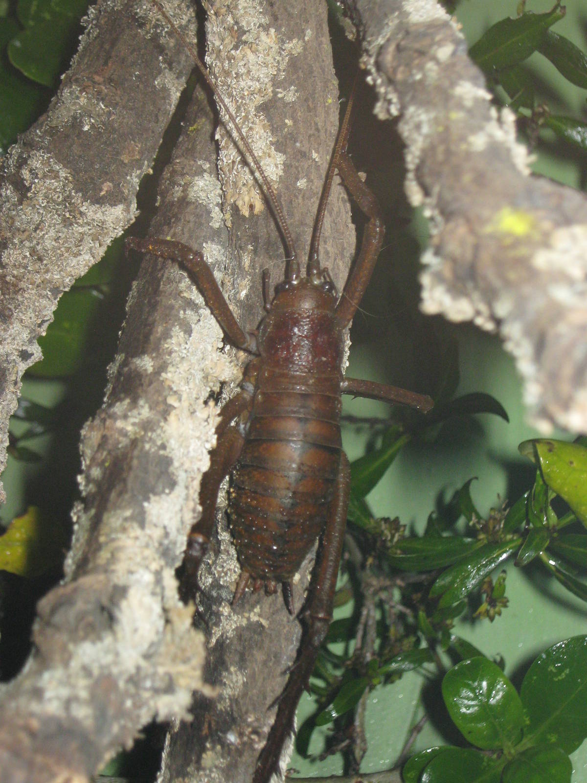 giant weta (Deinacrida heteracantha)
