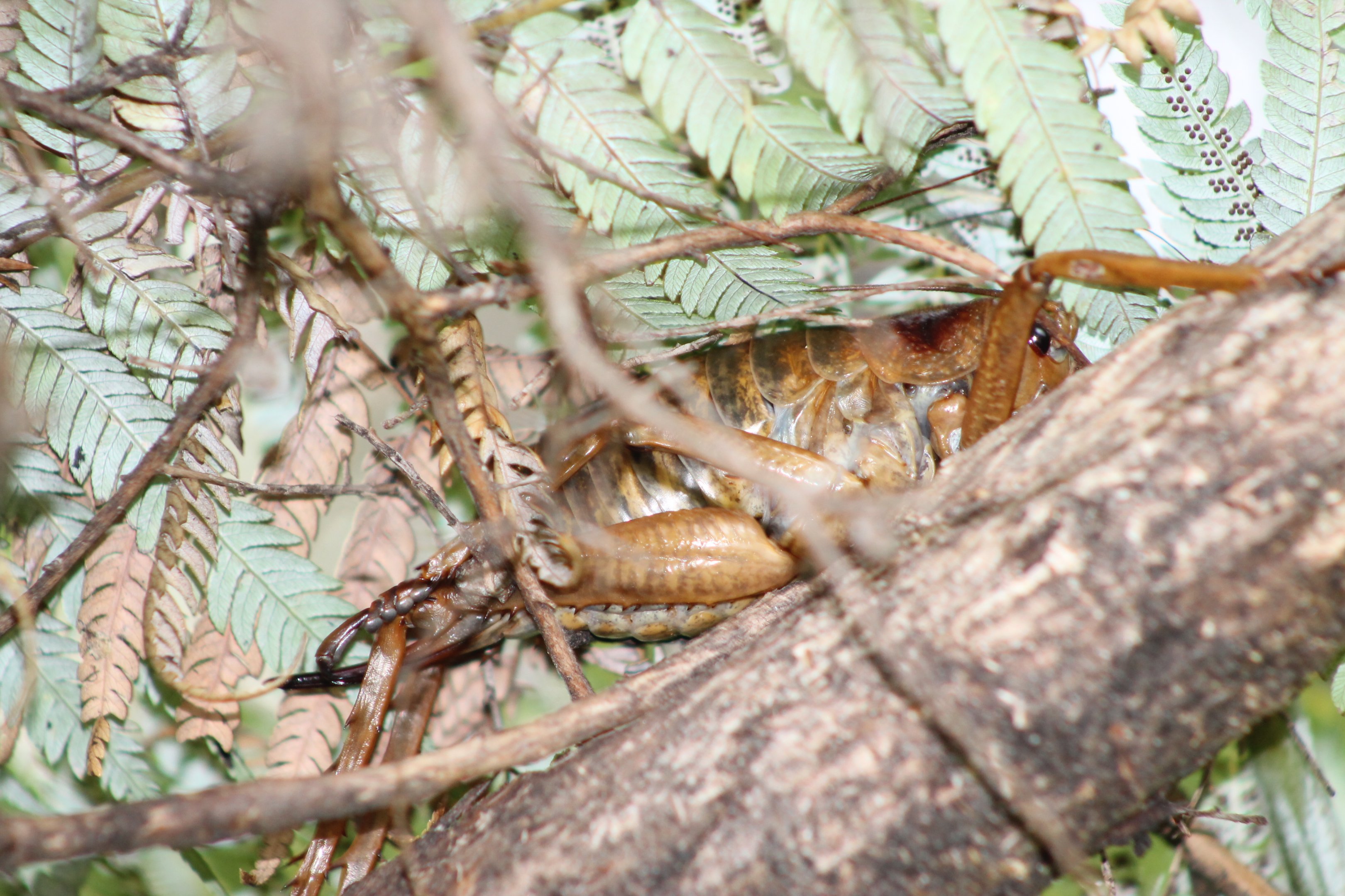 Giant Weta (Deinacrida heteracantha)