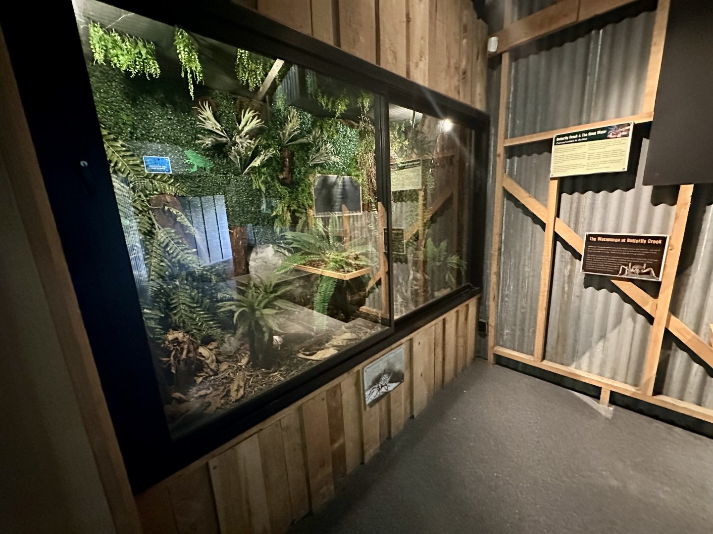 Giant Weta Exhibit