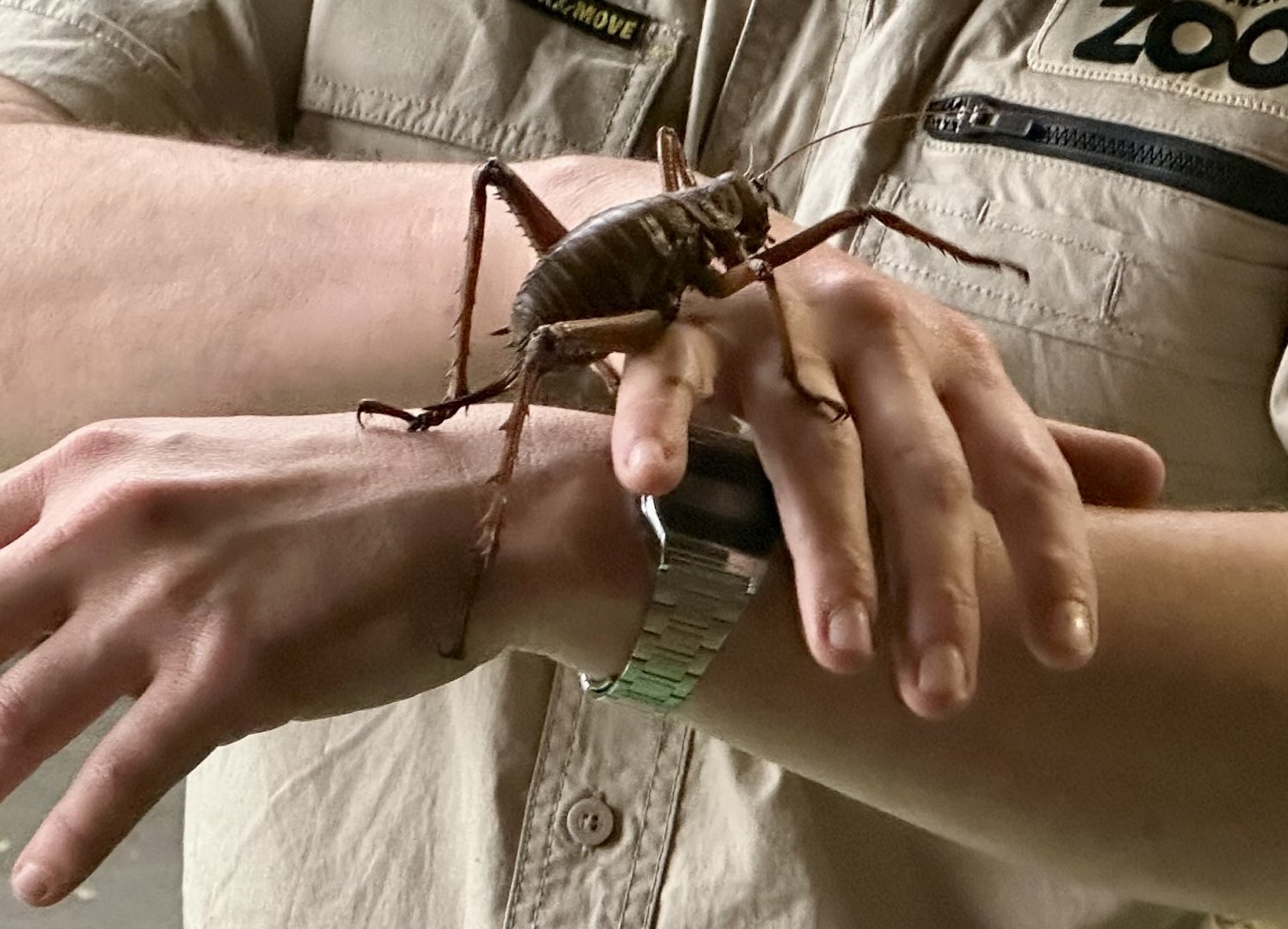 Giant Weta (Keeper Talk)