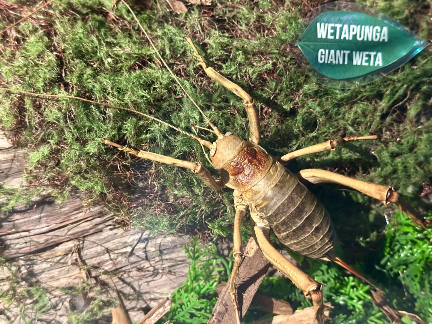 Giant Weta (Stuffed)
