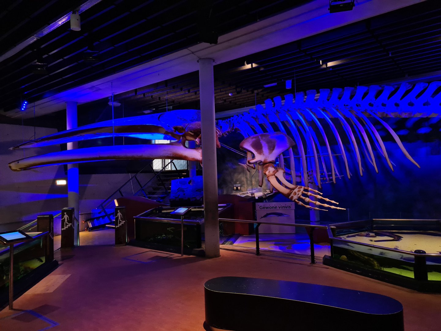 Giant whale skeleton in the aquarium room