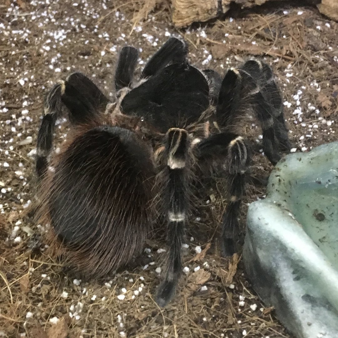Giant White Banded Spider
