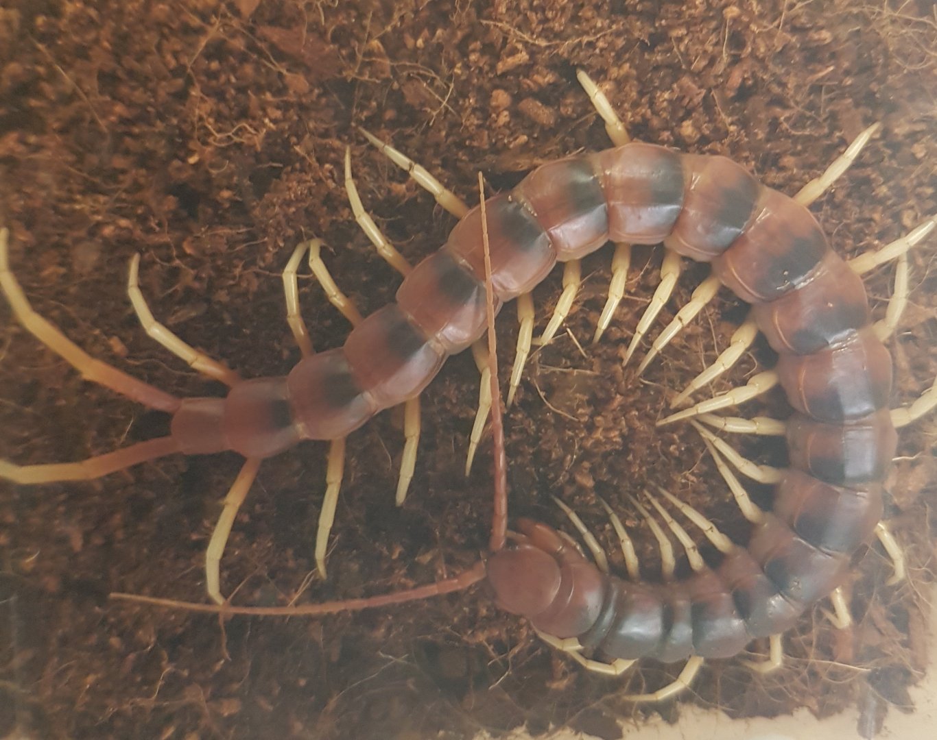 Giant white-legged centipede