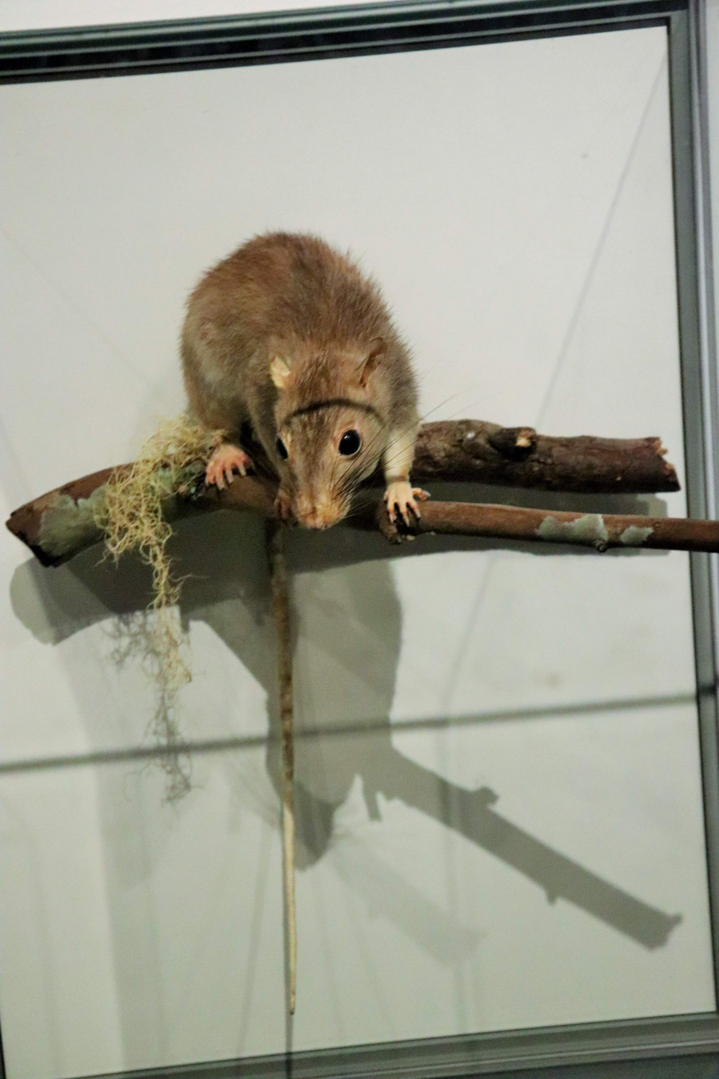 Giant White-tailed Rat (Uromys caudimaculatus)