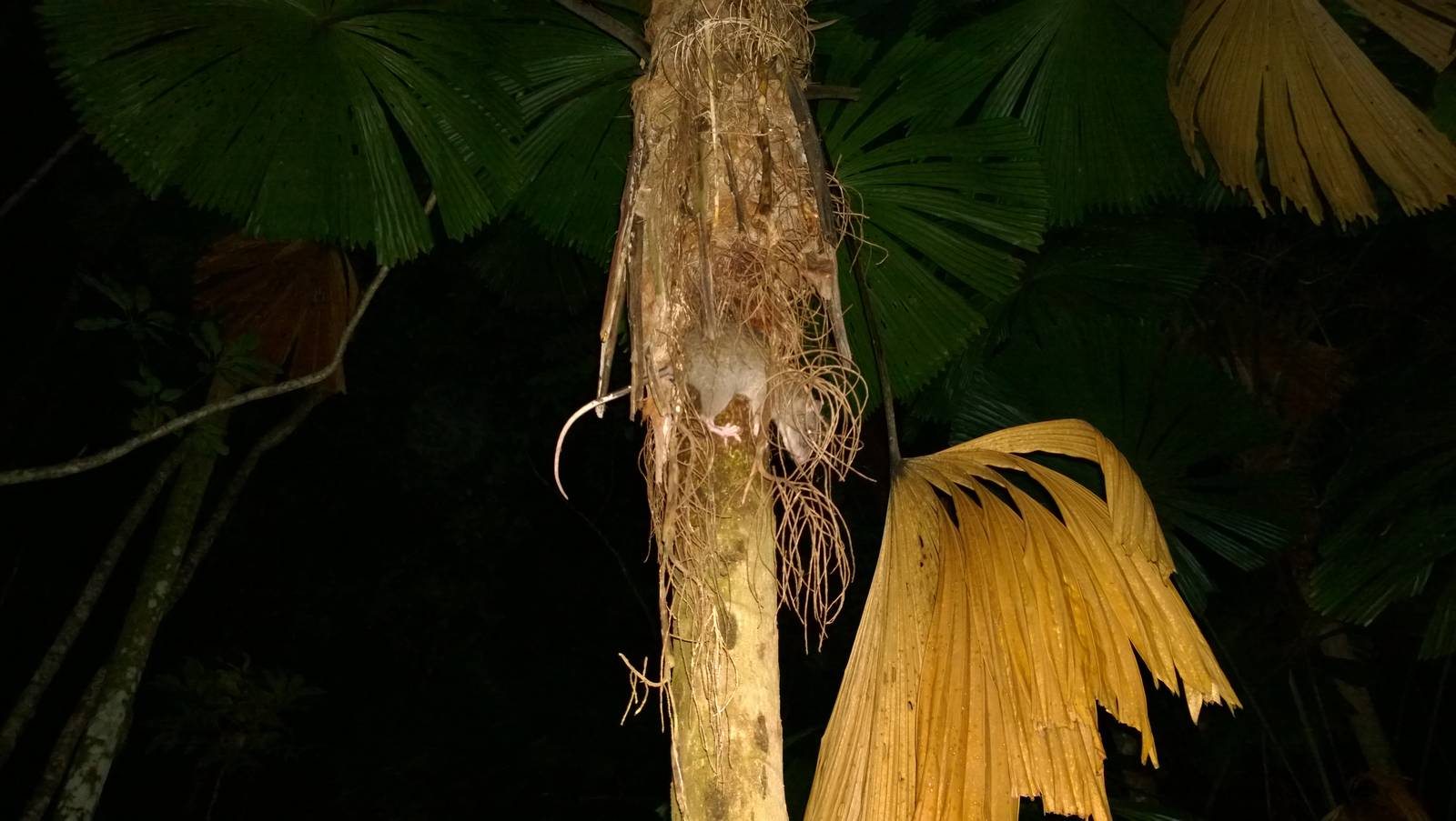 Giant white-tailed rat