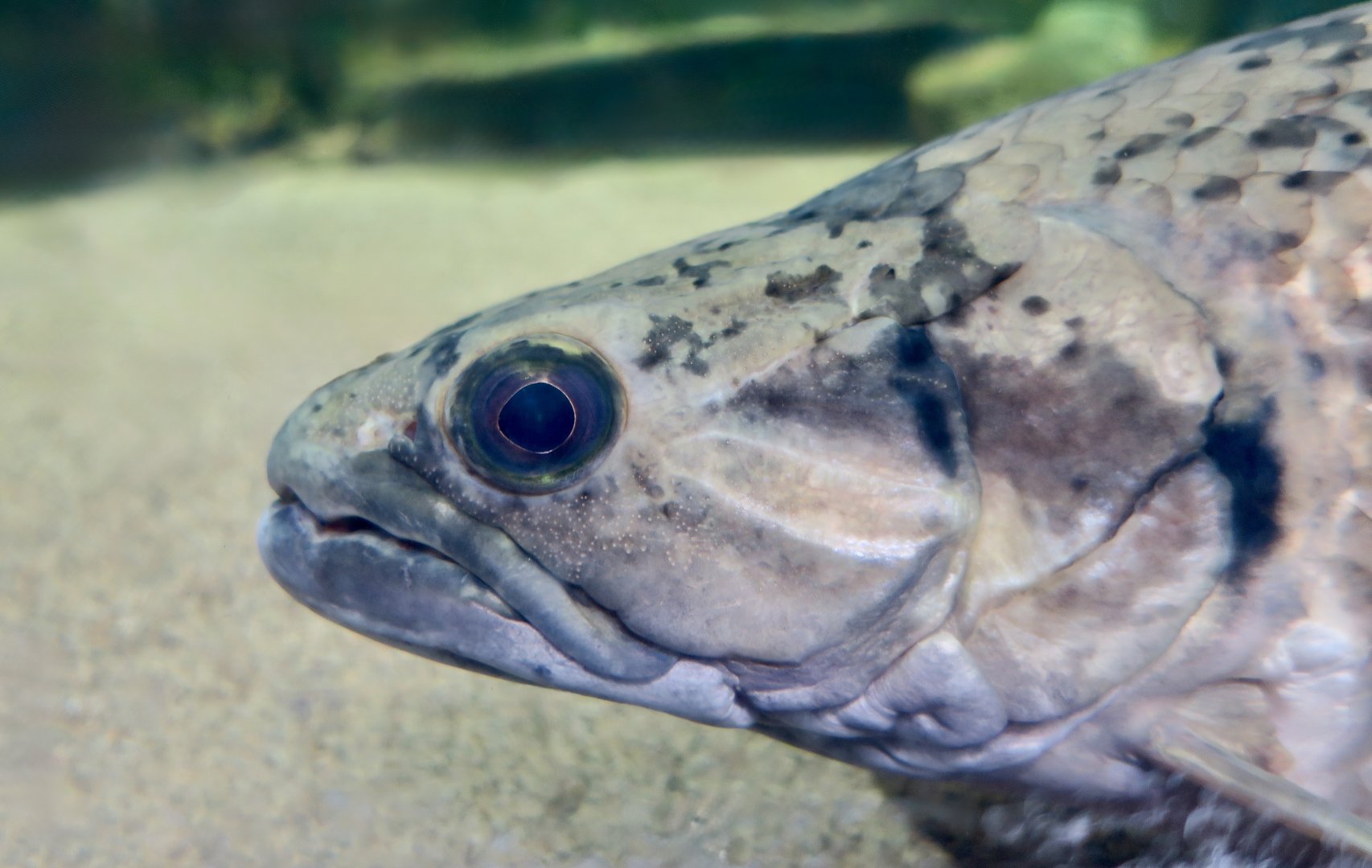 Giant Wolf Fish (Hoplias aimara)