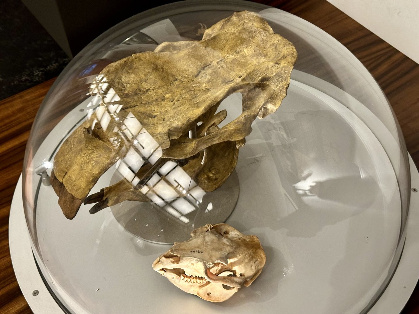 Giant wombat (Phascolonus gigas)