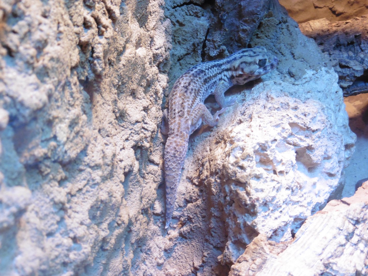 Giant Wonder Gecko (teratoscinsus scinsus keysleringi)