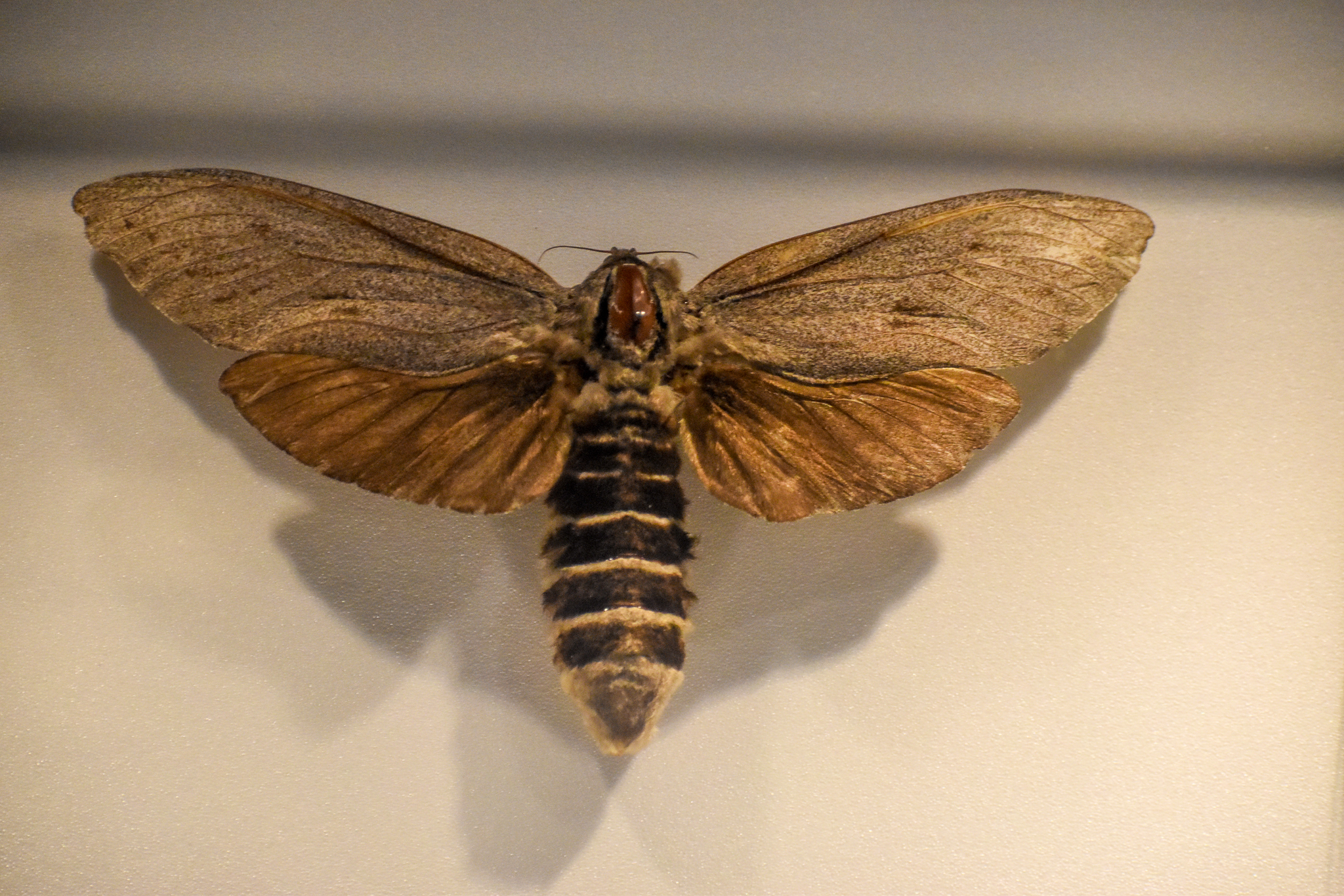 Giant Wood Moth
