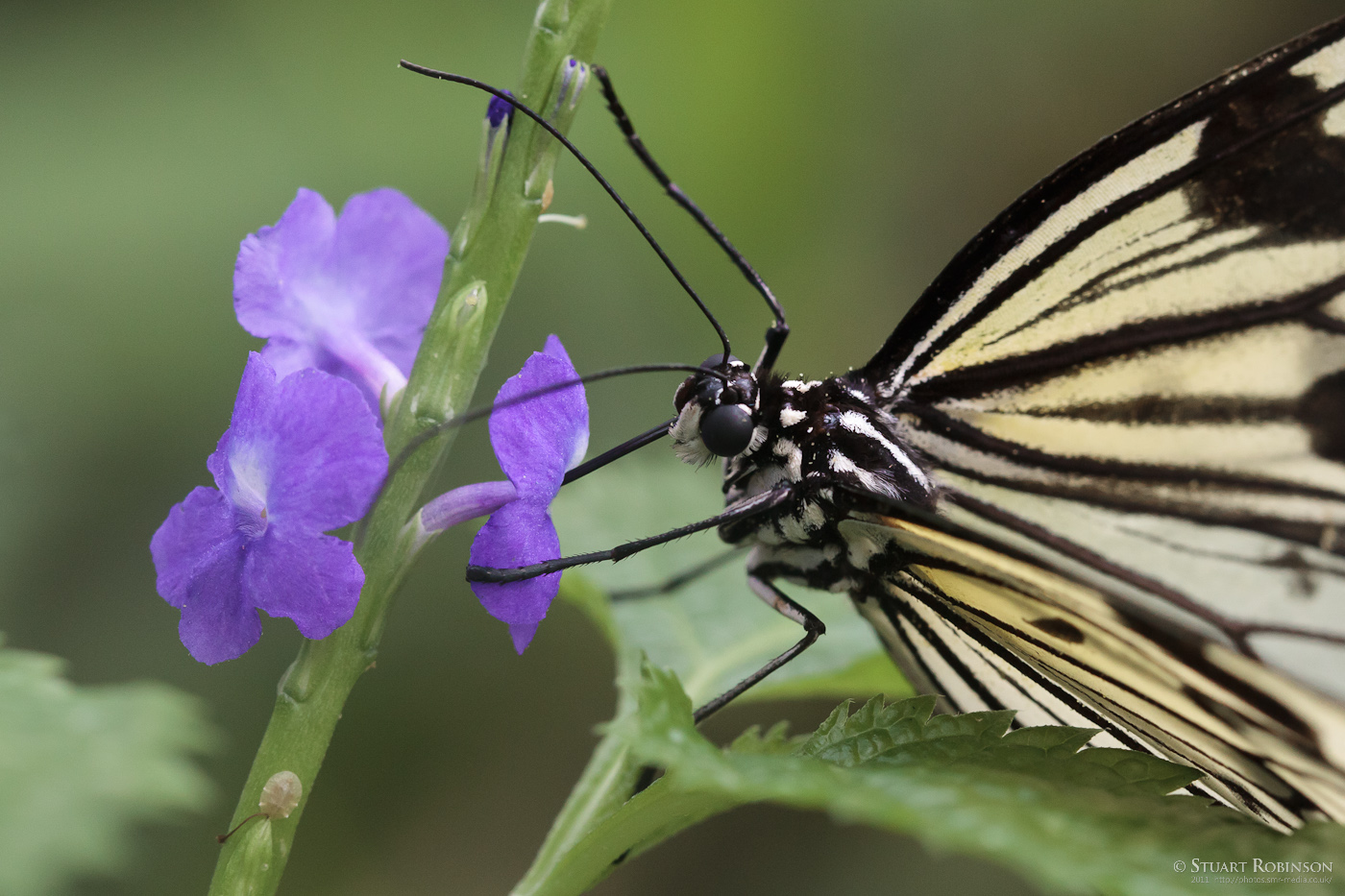 Giant Wood Nymph - Butterfly Journey - 05/03/2011