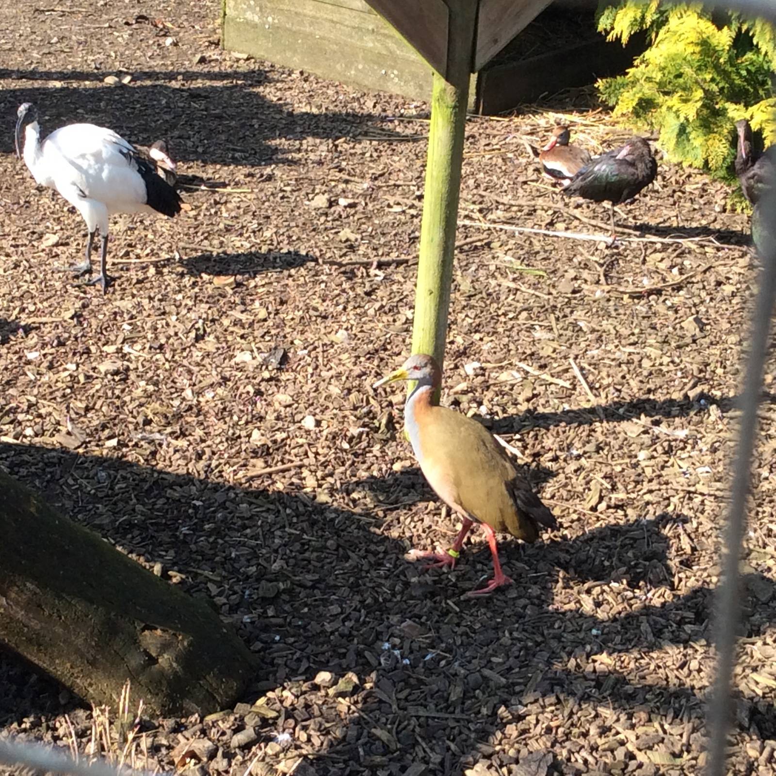 Giant Wood Rail 090314