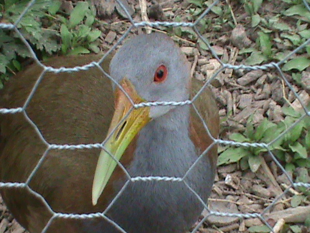 Giant wood-rail 300411