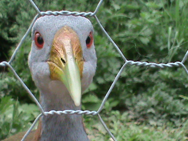 Giant wood-rail 300411