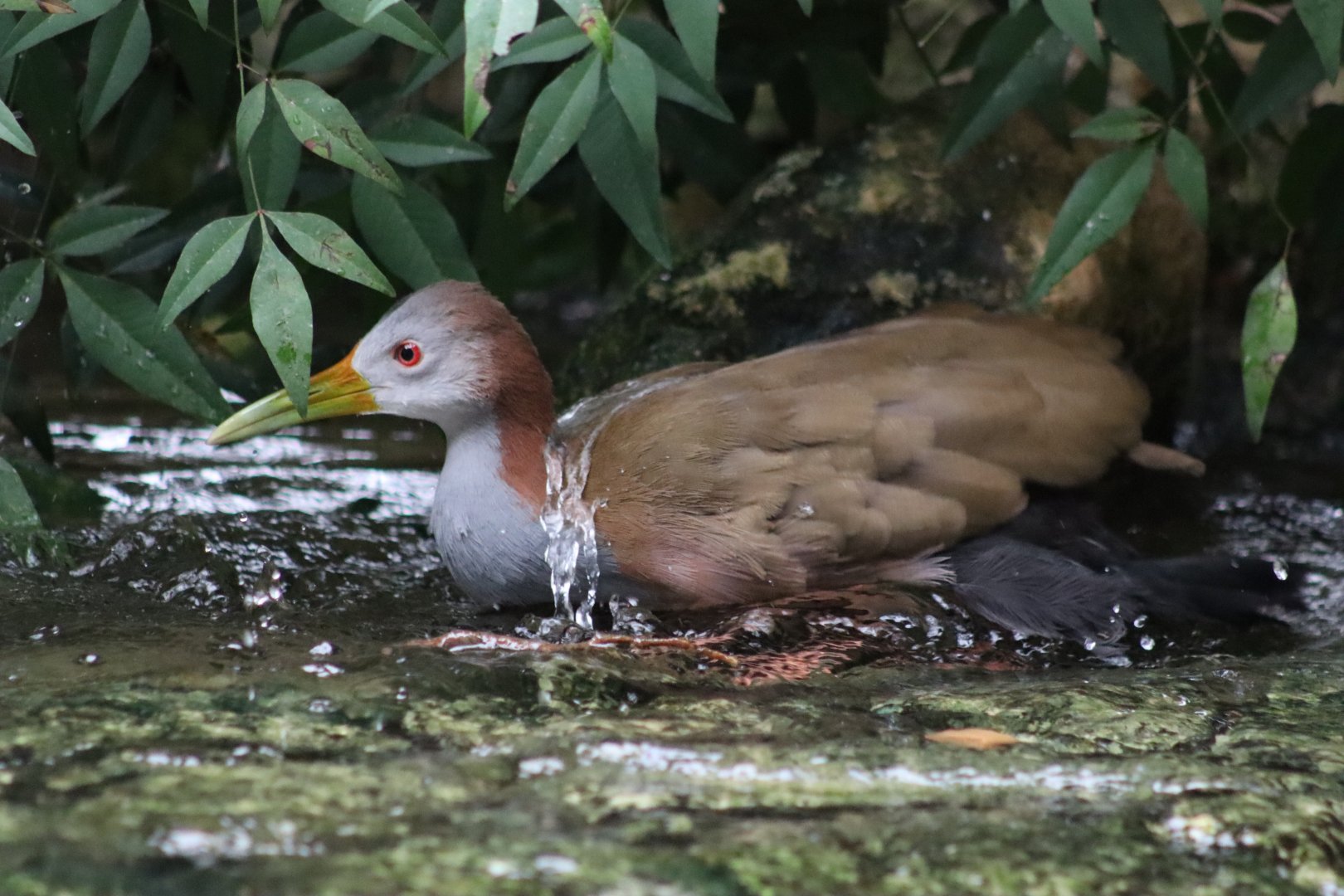 Giant Wood Rail - 7 September 2020